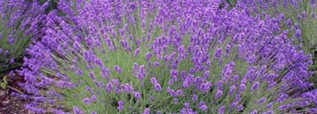 Viazanie levanduľových kytičiek - levandula